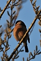 Bullfinch